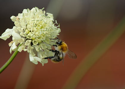 humlebi, Bee, blomst, sommer, insekt, pollen, Kløver