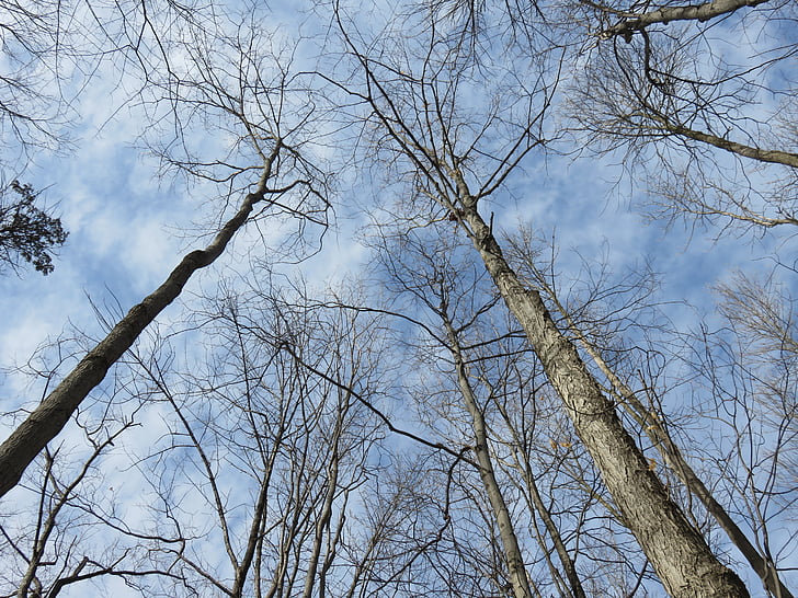 trees, bare, woods, forest, winter, sky, clouds