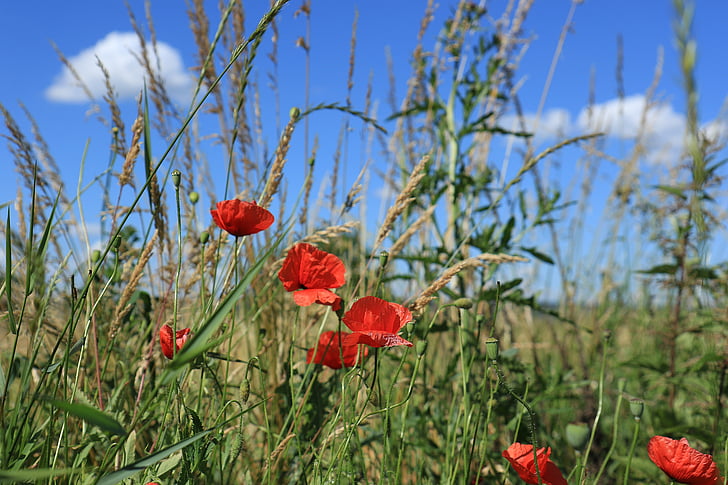 poppies, meadow, grass, sky, clouds, summer, red