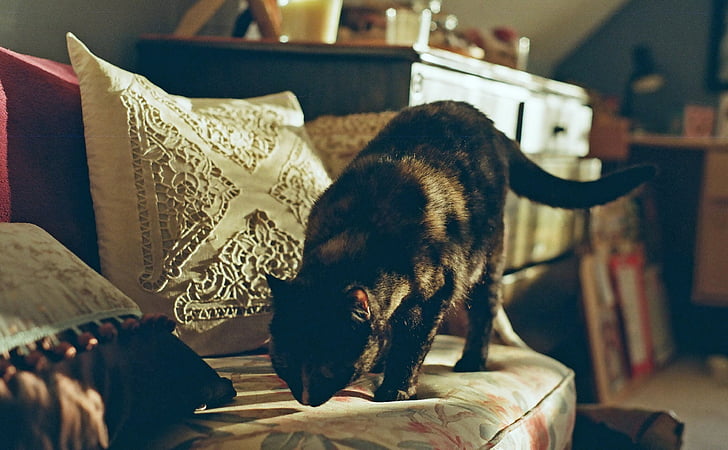 cat, chair, feline, smelling, shadows, furniture, curious