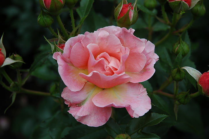 τριαντάφυλλο, Κήπος, άνθος, άνθιση, ροζ πέταλα, φύση, φυτό