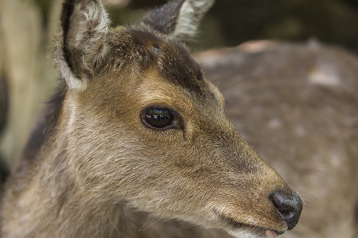 le chevreuil, Red deer, Zoo, nature, monde animal, photographie de la faune