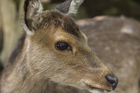 ROE deer, Staltbriedis, zooloģiskais dārzs, daba, dzīvnieku pasaule, savvaļas dzīvnieku fotogrāfija