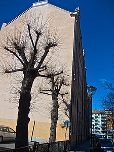 fasada, drzewo cieniu, Mariatorget, Sztokholm