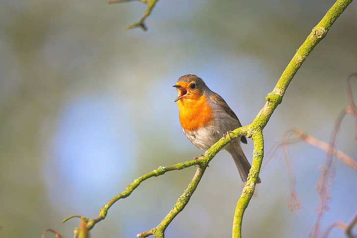 small bird, sing, robin, bird, close, garden bird, small