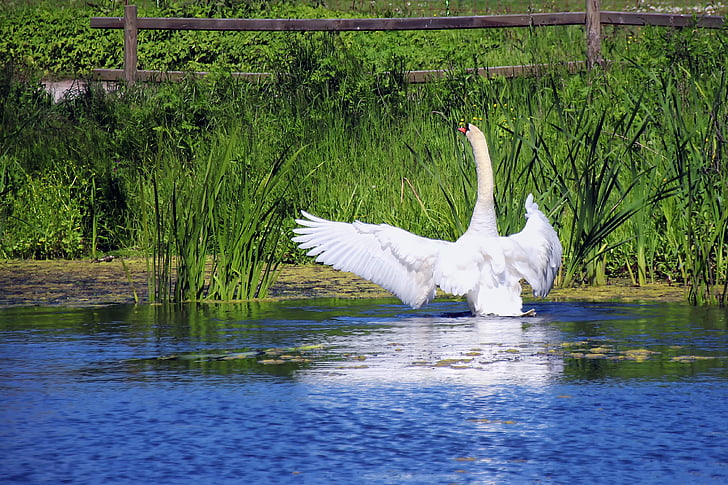 Swan, dammen, vit, vatten, sjön, naturen, vatten