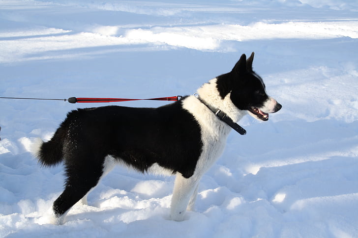 dog, karelian bear dog, animal, winter, snow