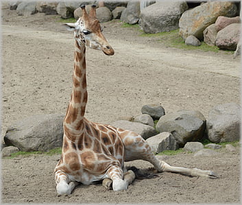 girafe, Giraffa camelopardalis, animal, savane, sauvage, faune, Parcs