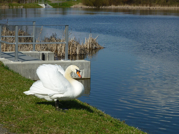 labuť, jezero, jaro, Bílá labuť, bílá, pták, Příroda