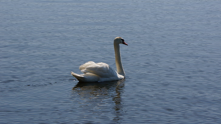 Swan, jazero, vody, vták, rybník, voľne žijúcich živočíchov, pokojný
