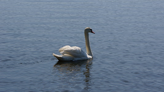 swan, lake, water, bird, pond, wildlife, peaceful