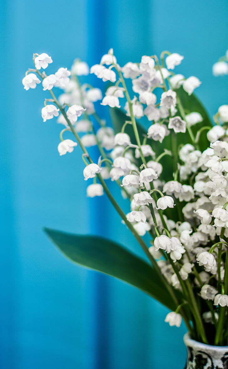 lily of the valley, flower, pot, sunlight, green, white, floral