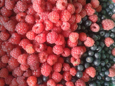 raspberries, berry, forest, autumn, forest berries, food, fruit