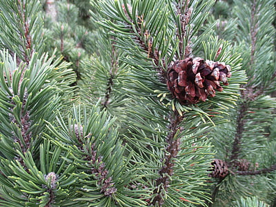 božič ozadja, Adventni venec, Adventni koledar, božič kroglice, 1, pojav, božično drevo