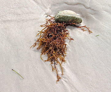 Marina alger, vit sand, stranden, kanten av havet