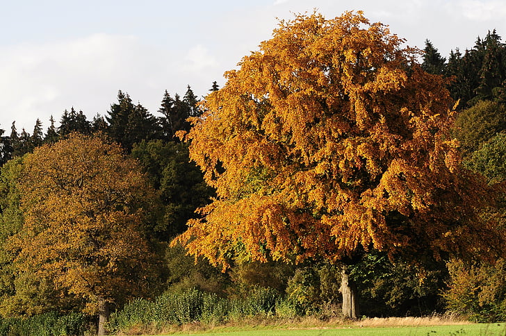 Herbst, Herbstfarben, Baum, Baum im Herbst, Goldener Herbst, Herbstfärbung, Natur