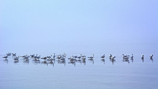 fog, seagull, mirroring, water, bird, nature, mood
