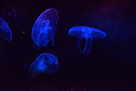 meduzy, akwarium, Québec, niebieski, tajemniczy