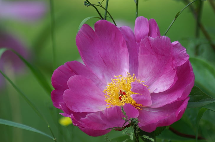 розово цвете, венчелистче, цвете, природата, Градина, листенца, цвят розов