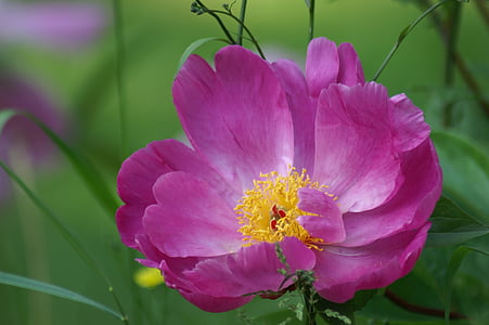 rosa blomst, petal, blomst, natur, hage, roseblader, fargen rosa