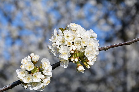ciliegia, fiore, rametto, primavera, natura, fiori di primavera, giardino