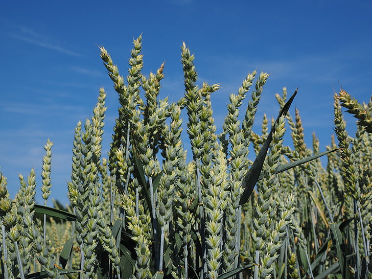 Пшеничное поле, Пшеница, злаки, ухо, зерно, кукурузное поле, питание