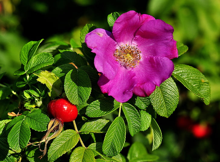 장미, 과일, 꽃, rosebush, 식사 장미