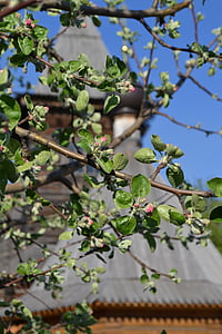 Bahar, elma ağacı, Moore