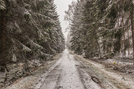 zimné, sneh, Forest, Príroda, biela, Príroda, strom
