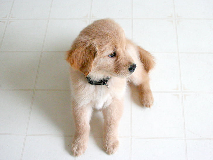 golden, retriever, puppy, white, floor, tile, dog