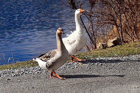 geese, pond, walking, sunny, nature, bird, water
