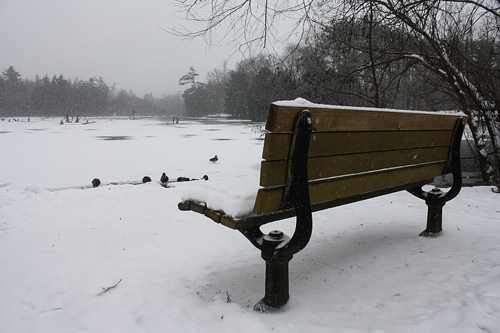 bench, lake, landscape, duck, sitting, nature, winter