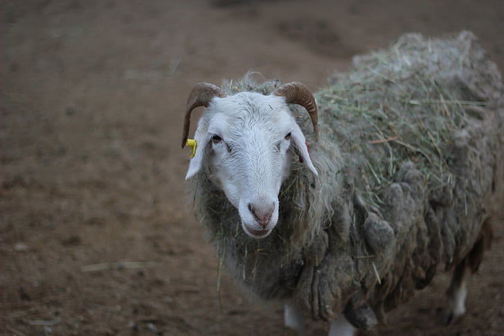 Πράγα, Ζωολογικός Κήπος, πρόβατα