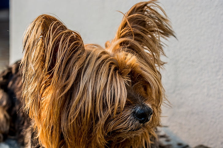 yorkshire terrier, dog, small dog