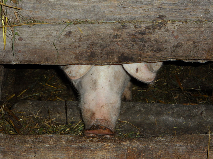 pigsty, pig sty, pig, farm, pig nose, nose, rough trails