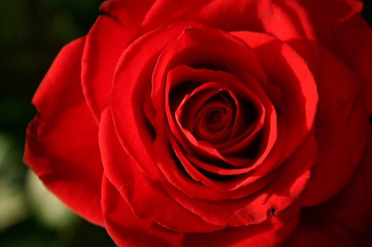 Rose, rouge, rose rouge, fleur, nature, romantique, Rose - fleur
