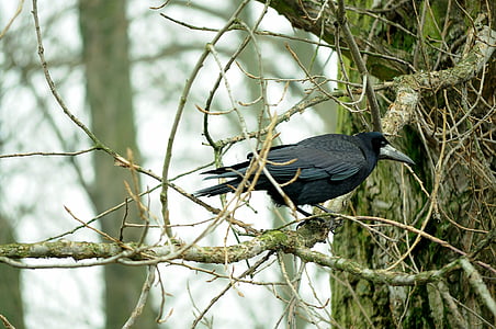 rook bird, bird, tree, autumn, black, sadness, nature