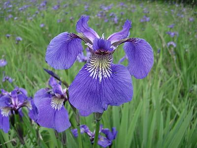 Alaska, Iris, campos, púrpura, flor, verde, Prado