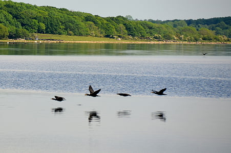 kormoranų, ežeras, vandens, paukštis, vandens paukščių, Gamta, paukščiai