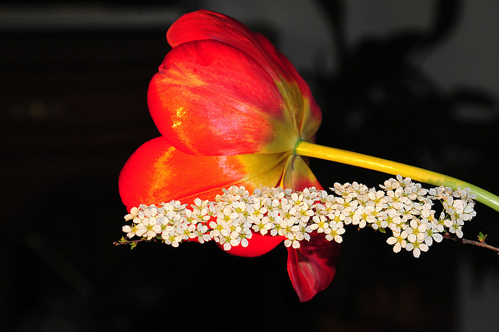 Tulipa, flor, flor, primavera, flor, primer bloomer, vermell