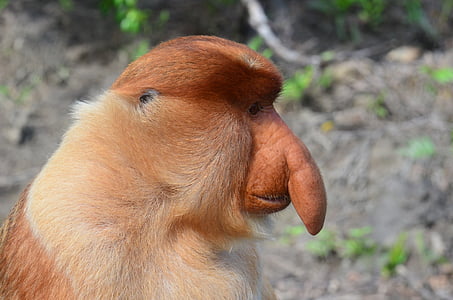 Borneo, mono, mono de la probóscide larga, probosci, probóscide, Labuk bay, excepcional