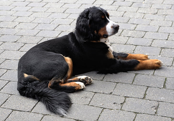 cão, animal, preto, Branco, remendo, recuperação de, relaxamento