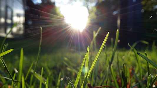 stéblo trávy, večerní slunce, podsvícení, Příroda, tráva, rozostření, venku