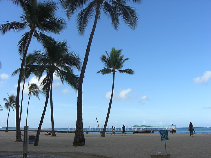 Palma, arbre, platja, matí, Hawaii, cel, blau