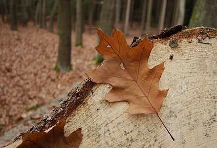 miško, lapas, padermės, medis, rudenį, rudens, išsamiai