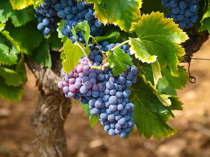 vīnogulāji, vīna dārzi, kritums, vīnogu, vīnogulāju lapām, vīnogu ķekars, sarkano vīnogu