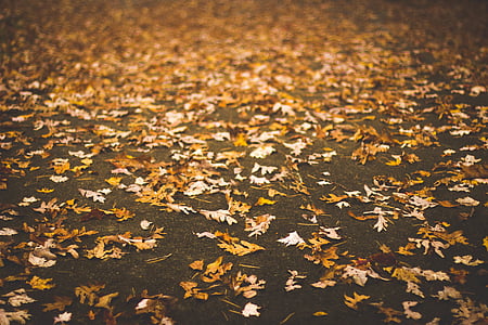 posušene, jeseni, listi, leafe, listje, padec, listov