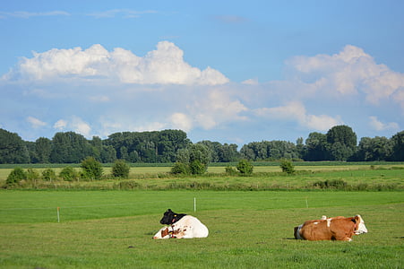 táj, legelő, koien, tehenek, tejsavó, tehén, fű