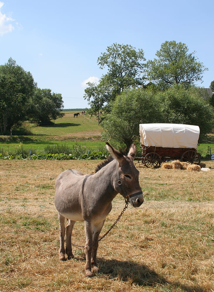 donkey, ass, meadow, animal world, mammal, grass, covered wagon
