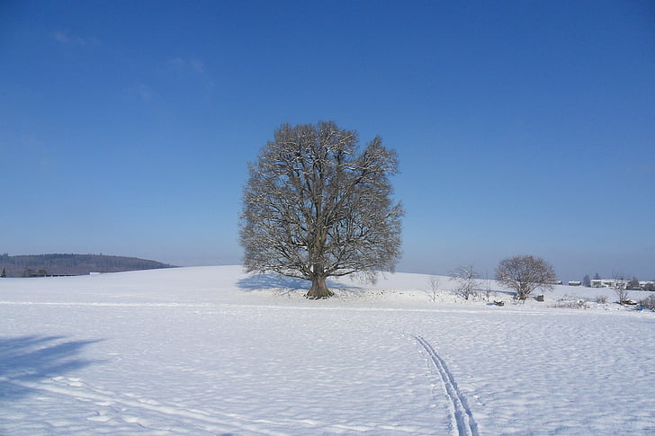 drzewo, śnieg, zimowe, krajobraz, Szwajcaria, niskich temperaturach, Natura